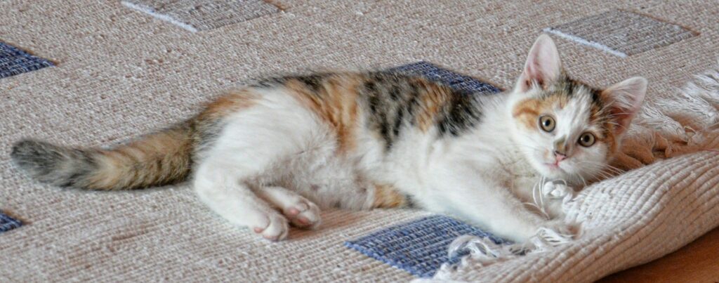 Cat resting on carpet floor | All American Flooring