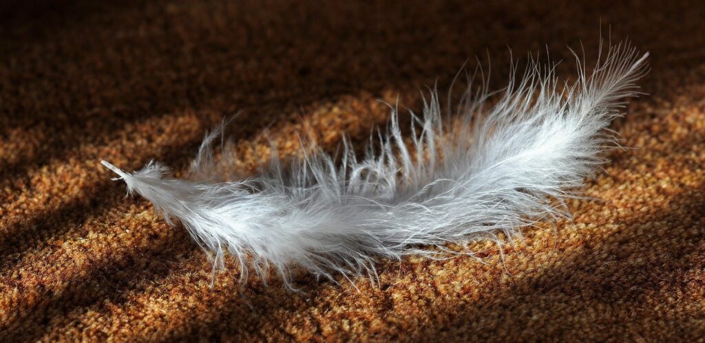 White feather on a brawn carpet | All American Flooring